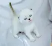 Шотландски със сини очи. , снимка 11