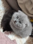 шотландски клепоухи котета, снимка 1