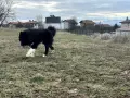 Българско овчарско куче / БОК / Каракачанка - мъжкар на 2 години, снимка 10