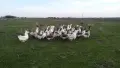 Гъски големи отлично гледани , снимка 1