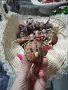 Сурвачки и коледни играчки , снимка 10