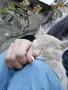 Подарявам коте СПЕШНО , снимка 5
