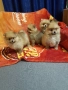 Померан померанчета Гр София снимки от днес 05.12.2025г, снимка 9