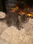 британско кьсокосместо таби момиче , снимка 8