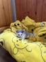 Подарявам котенце., снимка 10