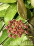Hoya gracilis, снимка 2