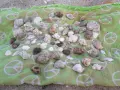 Голям лот морски камъни, рапани, миди и парче морско дърво (driftwood) – за декор и DIY, снимка 5