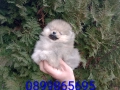 Мъжки Померан. Реални снимки от днес!, снимка 2