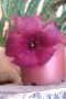 Екзотично стайно цвете, снимка 1 - Стайни растения - 37171280