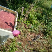 БИО Пчелен прашец от Сакар планина, снимка 9 - Пчелни продукти - 18145770