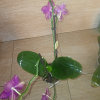 Орхидея sogo relex, снимка 2 - Стайни растения - 42872020
