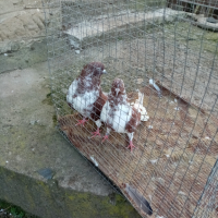 Николаевски гълъби 5 двойки , снимка 7 - Гълъби - 44517160