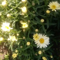 Продавам цветя Градинска маргарита – бяла и жълта, разсад, снимка 6 - Разсади - 44297106