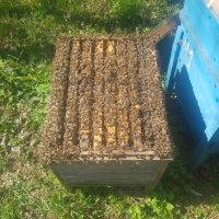 Пчелни отводки система Дадан Блат за 2024г, снимка 3 - За пчели - 42851525
