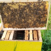 Биологични пчелни майки и отводки от лицензиран производител сезон 2024., снимка 3 - Други - 28196262