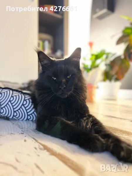 Мъжки Мейн Куун търси дама, снимка 1