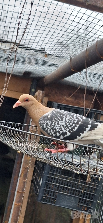 Продавам Нюмберски гълъби, снимка 1