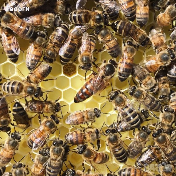 Пчелни отводки 2024 ДБ и Фарар, снимка 1