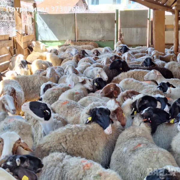 Продавам млади овце, снимка 1