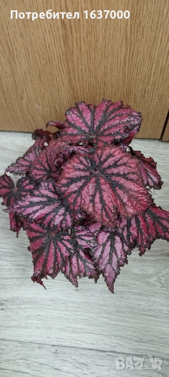 Бегония Red/black , снимка 1