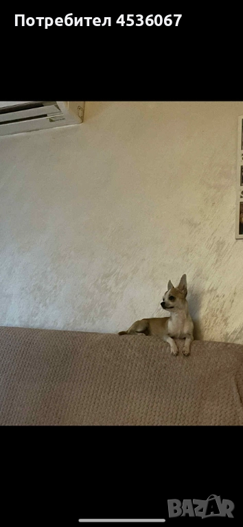 Продавам Чихуахуа , снимка 1