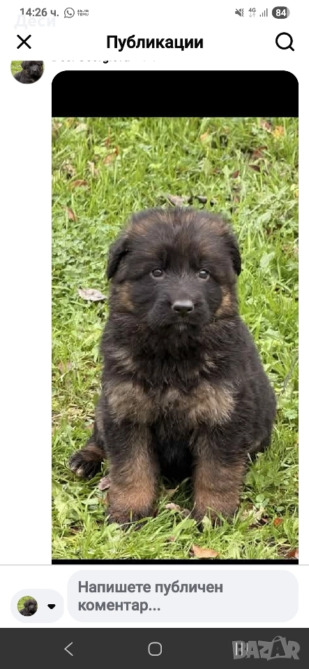 немска овчарка, снимка 1