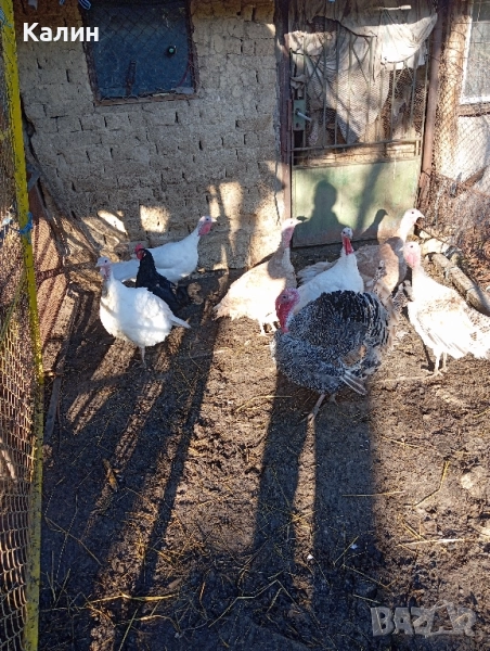 продават се пуйки и пуяци, снимка 1