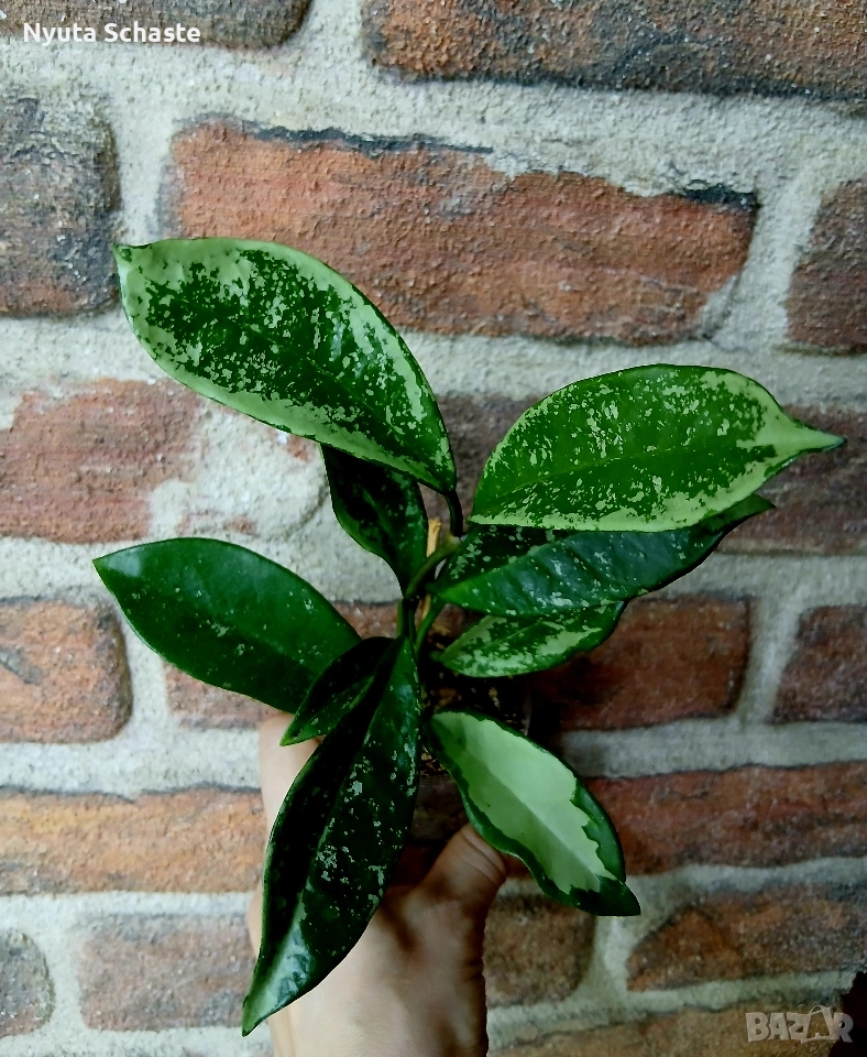 Хоя. Нoya АН 074 , снимка 1