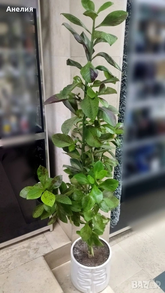 Еуфория рубра африкански млечен храст, снимка 1