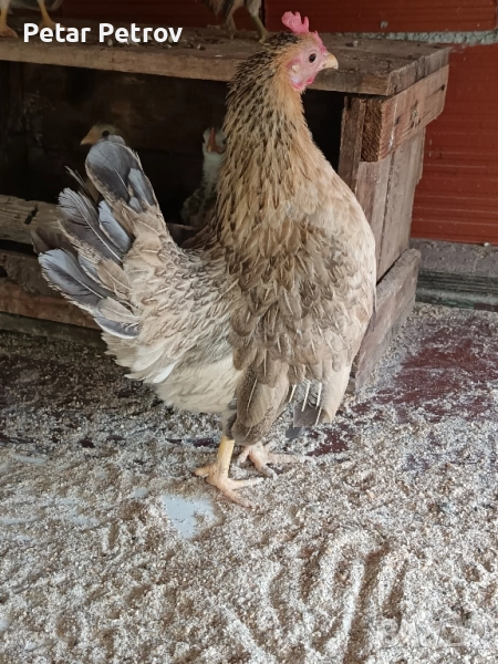 Декоративни кокошки , снимка 1