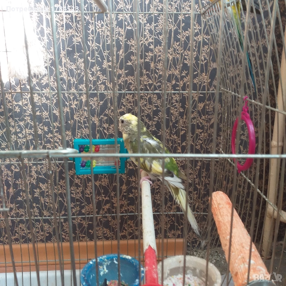 Чифт пойни папагалчета., снимка 1