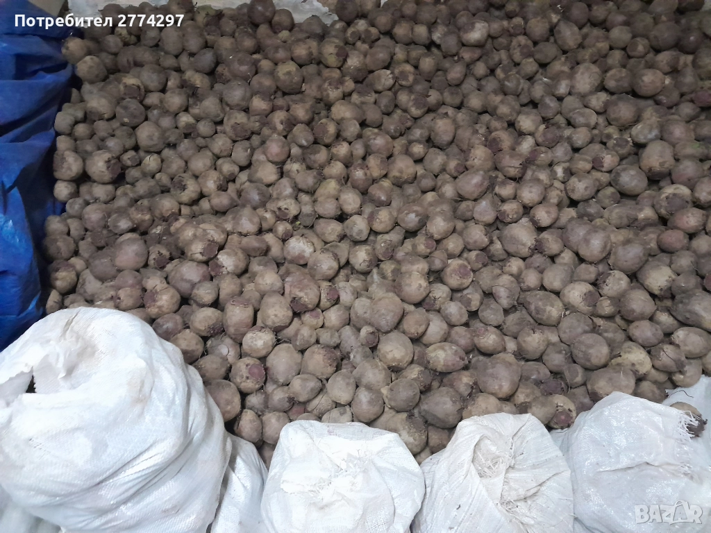 Червено цвекло, снимка 1