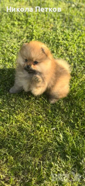 Померан мини, снимка 1