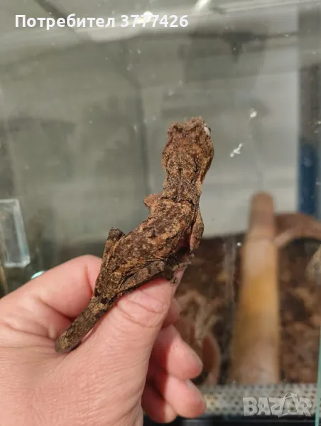 Чахоа / Mniarogekko chahoua, снимка 1