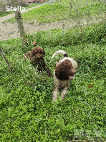 Продавам куче Лагото Романьоло , снимка 3 - Други - 52903881