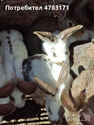 Зайци, снимка 2 - Други - 54037165
