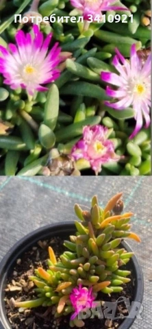 Делосперма 9 цвята, снимка 4 - Градински цветя и растения - 53849022