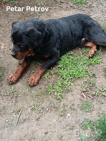 Ротвайлер мъжки , снимка 3 - Ротвайлер - 54082927