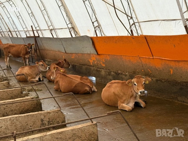 Джарсе-Жарсе- юници -датски Чостокръвни , снимка 4 - Крави - 54025814