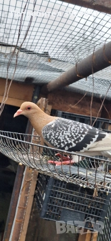 Продавам Нюмберски гълъби