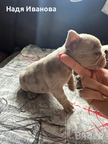 Френски булдог, снимка 13 - Френски булдог - 52687045