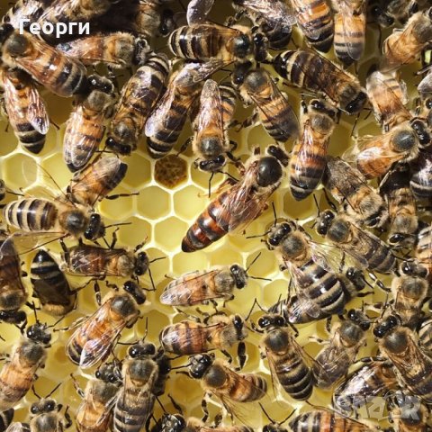 Пчелни отводки 2024 ДБ и Фарар