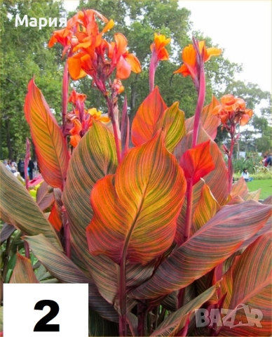 Канна Щутгард,Претория,Дурбан, снимка 2 - Градински цветя и растения - 52065550