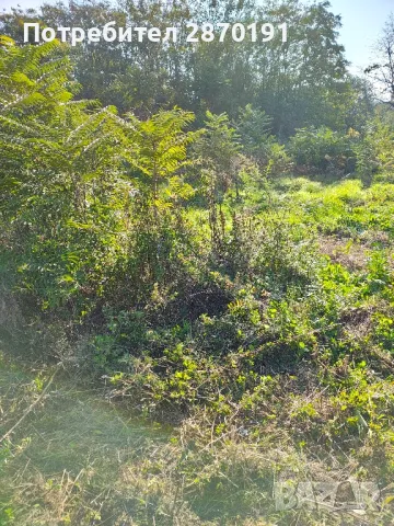 Косене на трева, храсти Подръжка на градини, снимка 5 - Други - 49379936