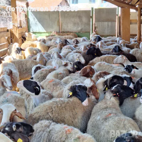 Продавам млади овце, снимка 1