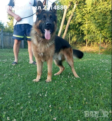 Немски овчарки , снимка 15 - Немска овчарка - 40188254