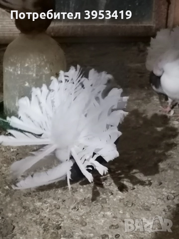 на черен капак 