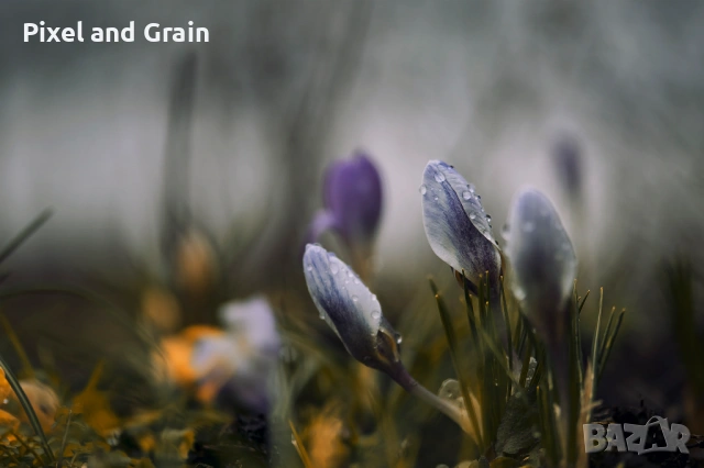 Tamron AF 60mm f2 SP Di II Macro EF-S обектив Канон, снимка 11 - Обективи и филтри - 54148050