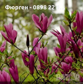 Магнолия Сюзън - Susan