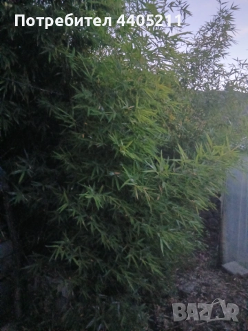 Bambuk, снимка 3 - Градински цветя и растения - 52741312